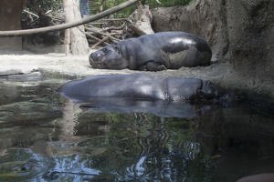 316-5162 San Diego Zoo